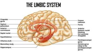 limbic_system1121